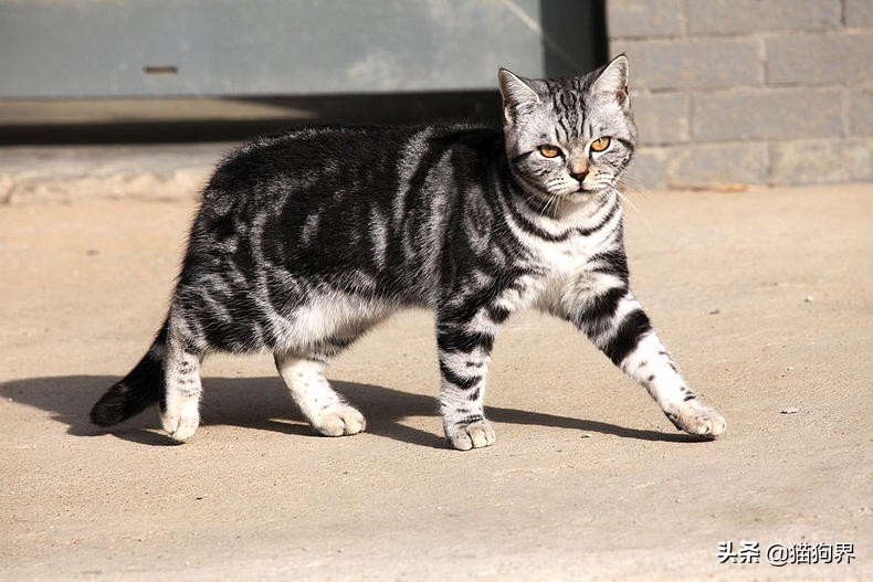 猫咪喂养常识大全,猫咪喂养常识及技巧