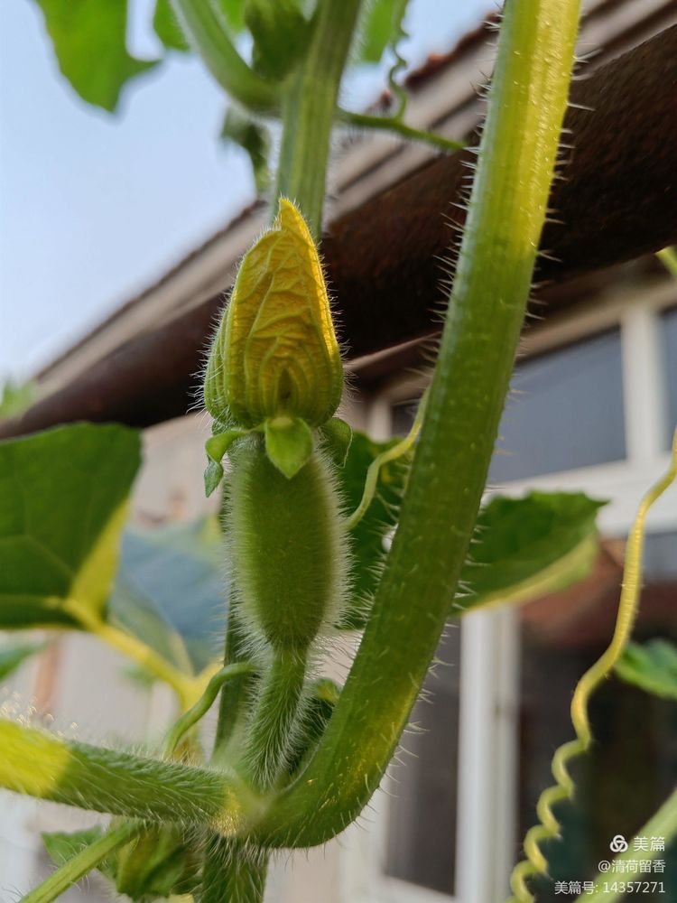 散文:黄黄的瓜花儿