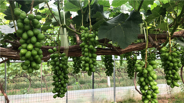 葡萄园哪种喷雾比较好,葡萄园喷雾方法