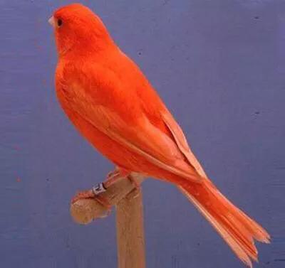 金丝雀鸟品种大全,金丝雀鸟图片及鸣叫