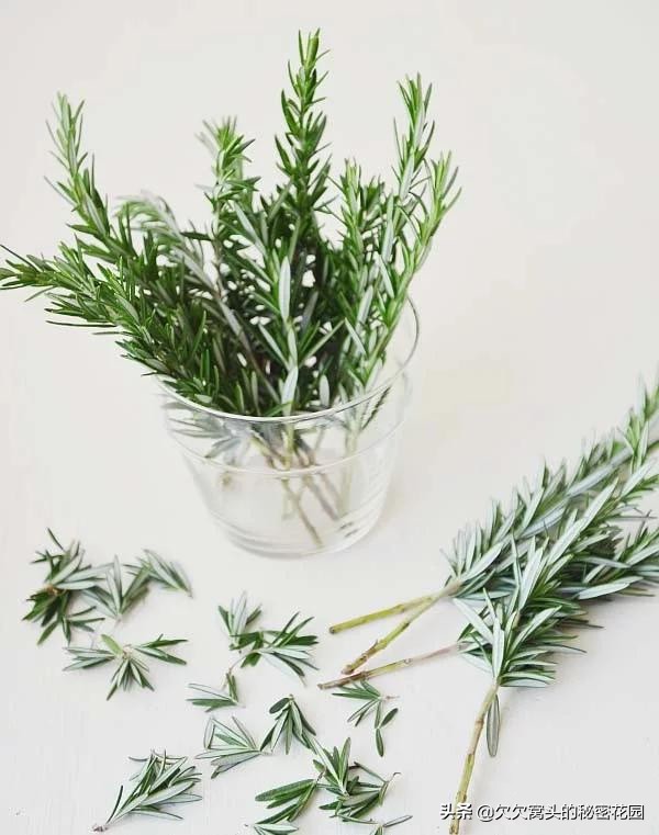 一座可以吃的花园--香草花园2迷迭香