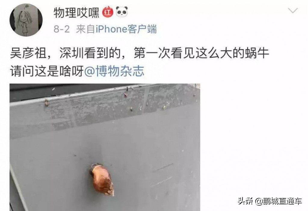 下雨过后路边为什么会出现蜗牛,深圳雨后出现非洲大蜗牛怎么处理