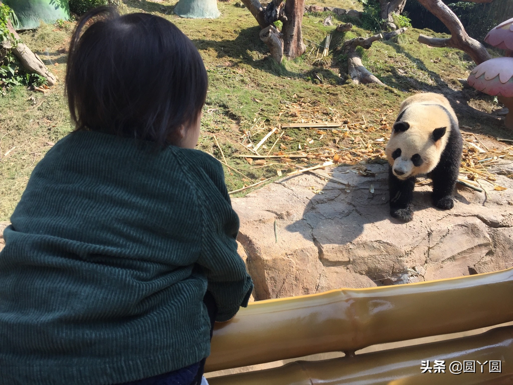 广州长隆野生动物园游玩攻略,广州长隆野生动物园攻略和费用