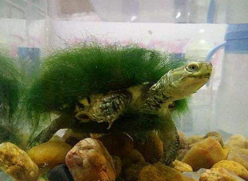 乌龟背上长25厘米绿草,主人看不惯想剪掉,却被好友大骂太无知