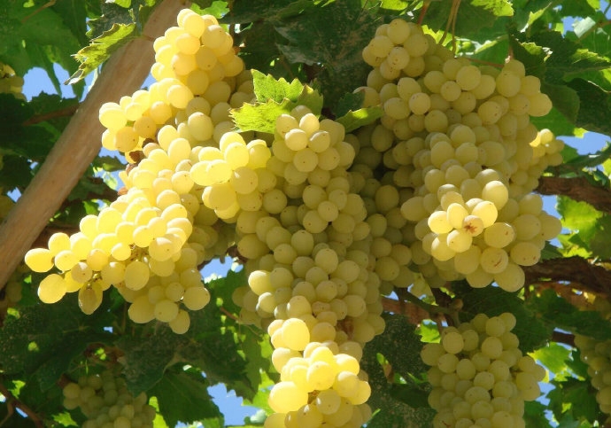 “*疆新**比任何地方安全”一文阅读者众,诸多回复让我流泪