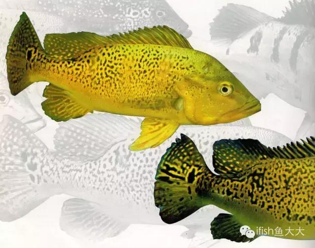 大型鱼观赏性,大型三间鱼