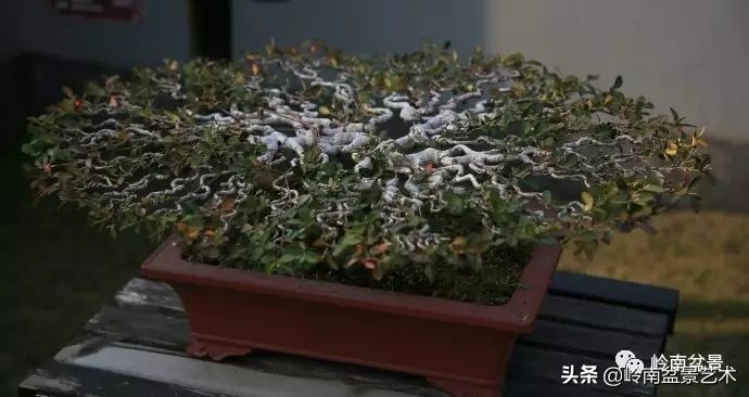 盆景结顶的形式,最好的盆景结顶方法