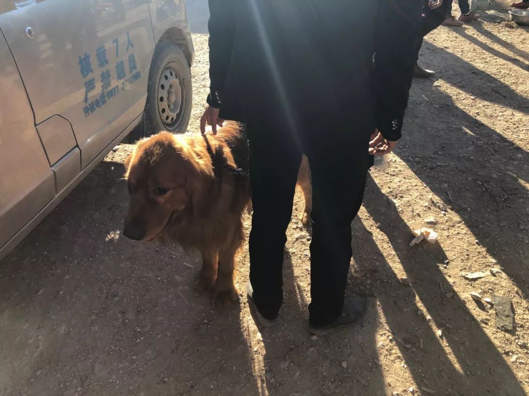 最新狗市金毛售卖,狗市买金毛狗50元