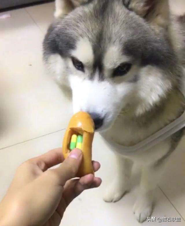 宠物生病怎么喂药呢视频,宠物生病给人吃什么药