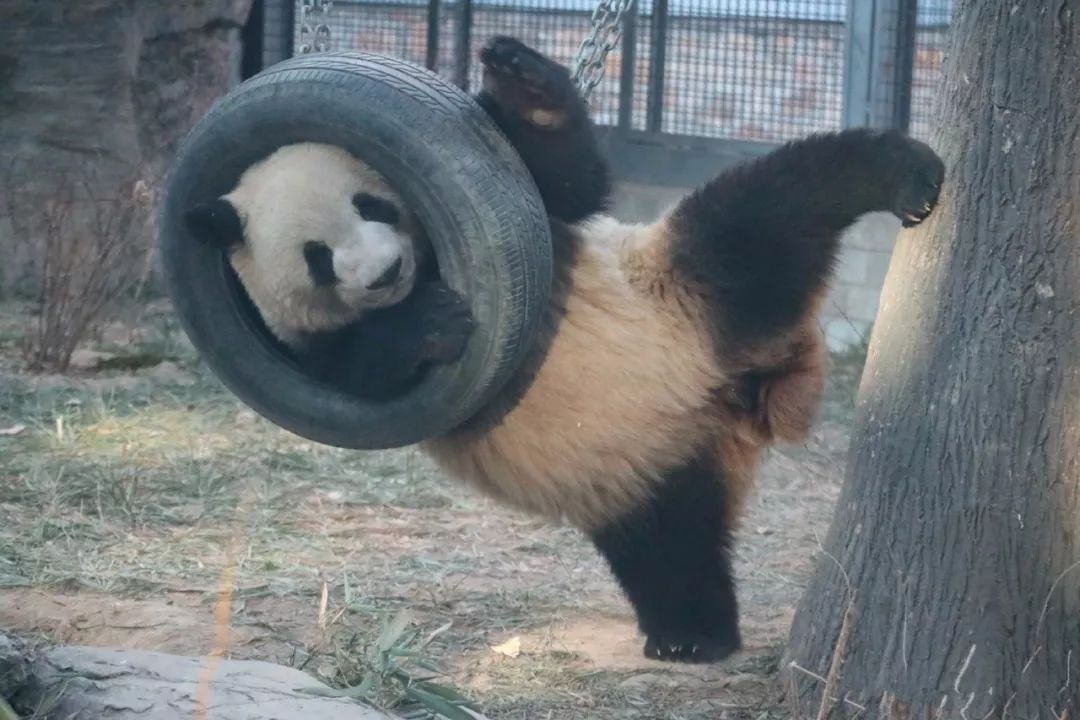 熊猫被绳子吊七个小时没人发现,熊猫被卡轮胎