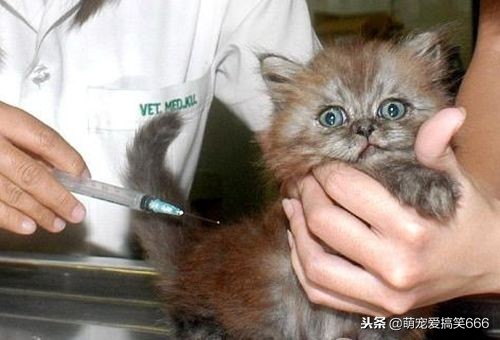 猫咪生病的12种表现铲屎官必知,猫咪怎么样是感冒了