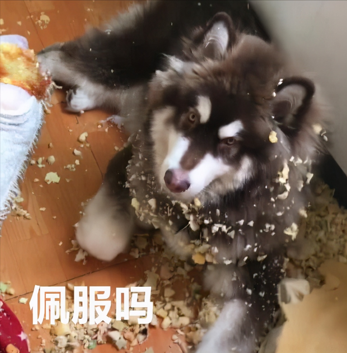 养阿拉斯加犬的好处和坏处,阿拉斯加犬是城里禁止养的吗