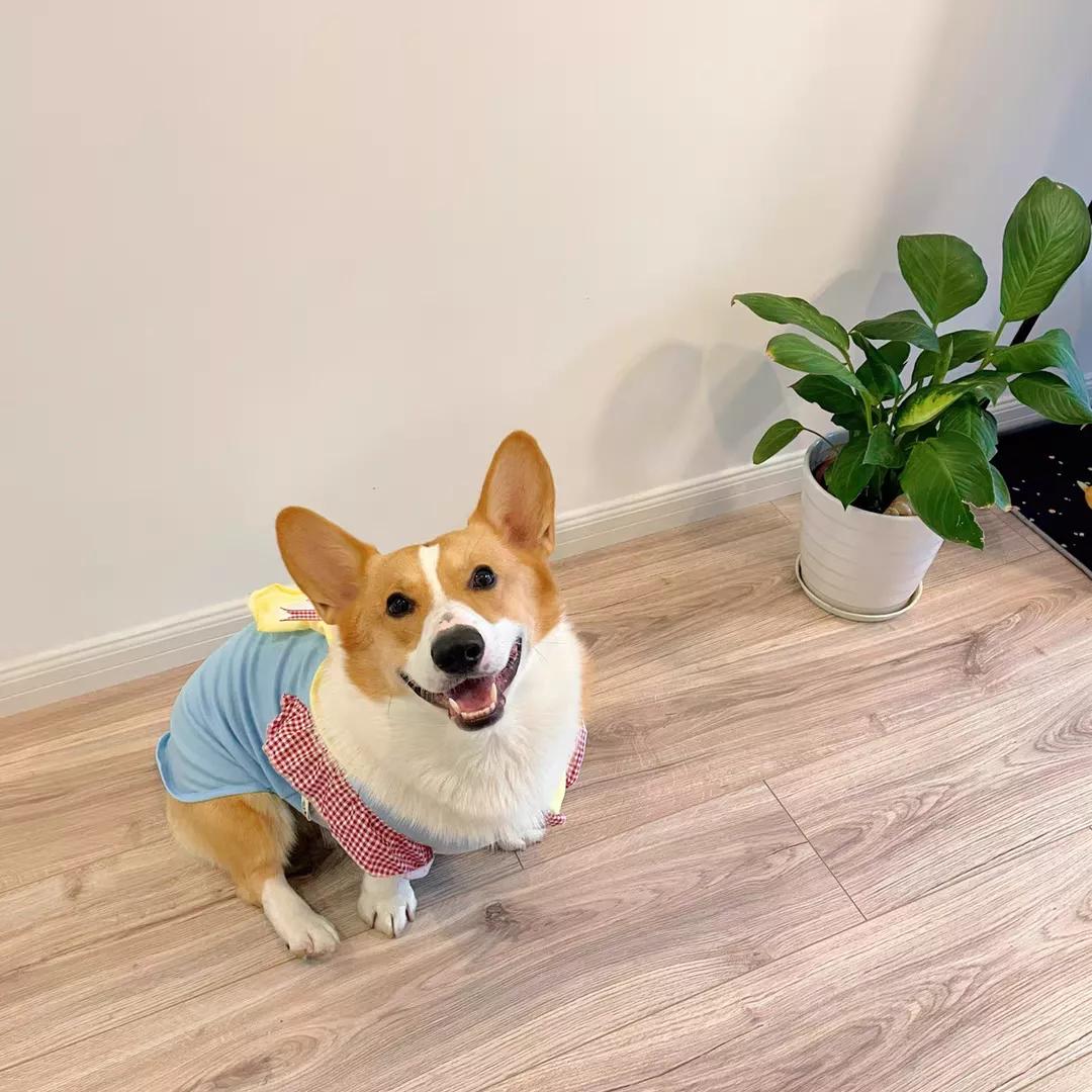 创业卖宠物衣服,给家里的宠物做一件衣服超简单