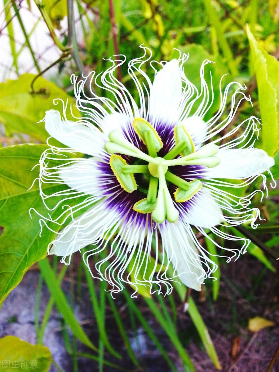 园林人需要知道的85个花卉知识,园林花卉的种类及图片