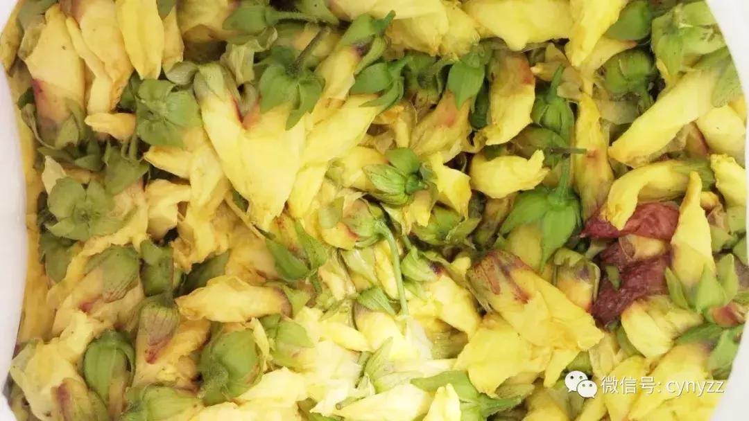 药食同源金花葵,金花葵是药食同源食品吗