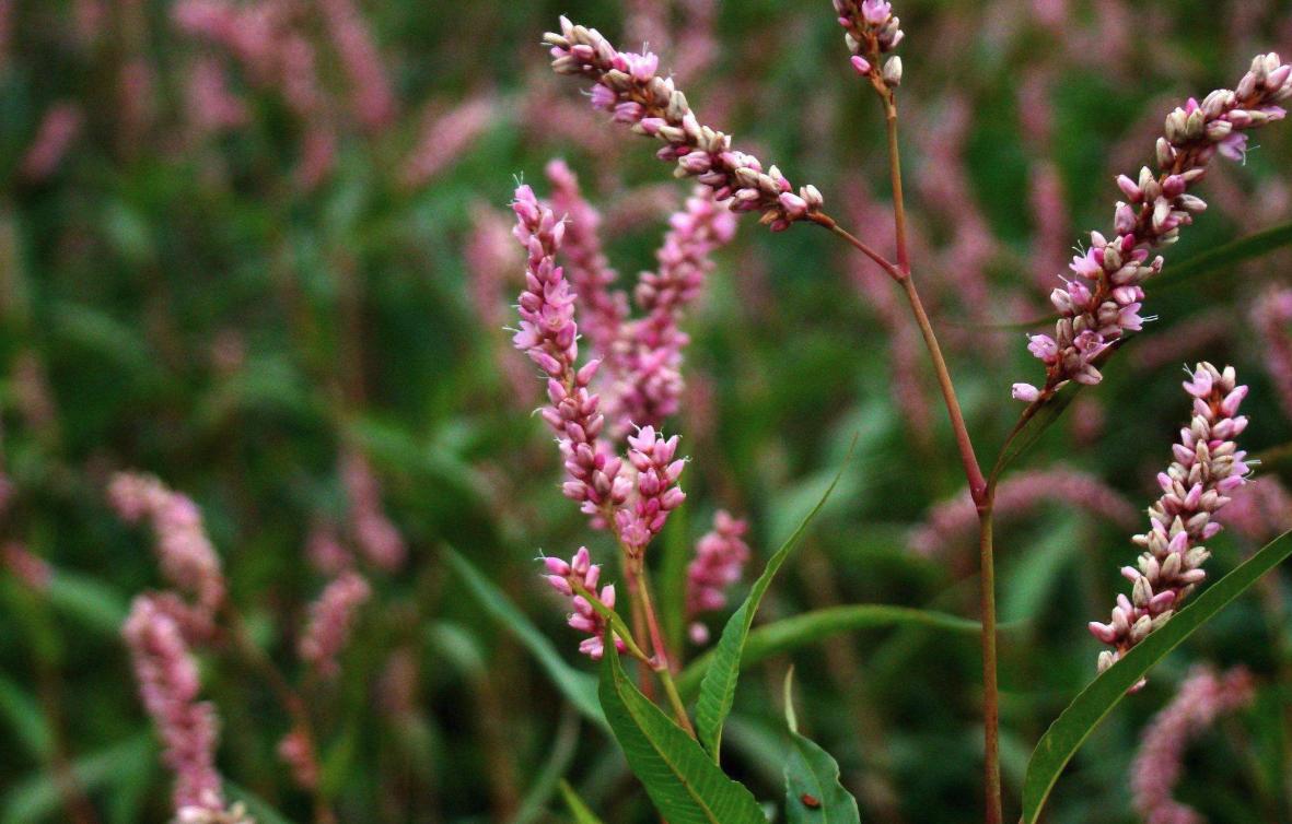 终于开始解除封禁了！别吃野味了，想要追求新鲜，多吃些野菜吧