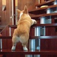 为什么这些狗狗当不了警犬，大型“反间计”现场