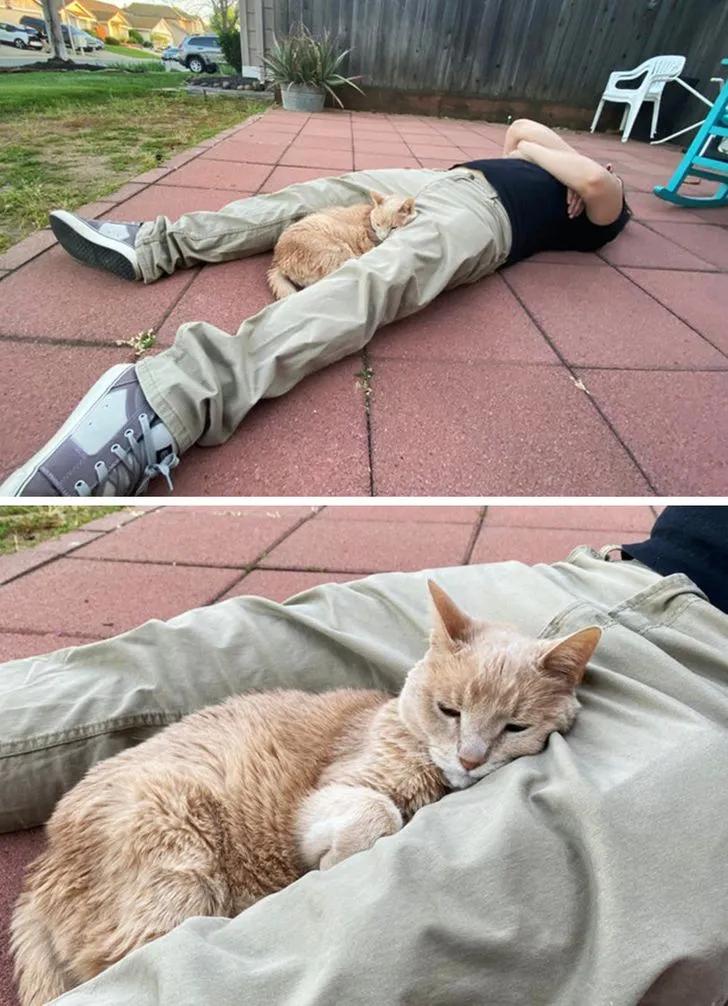 与陌生的猫接触,两只不认识的猫咪相遇会发生什么