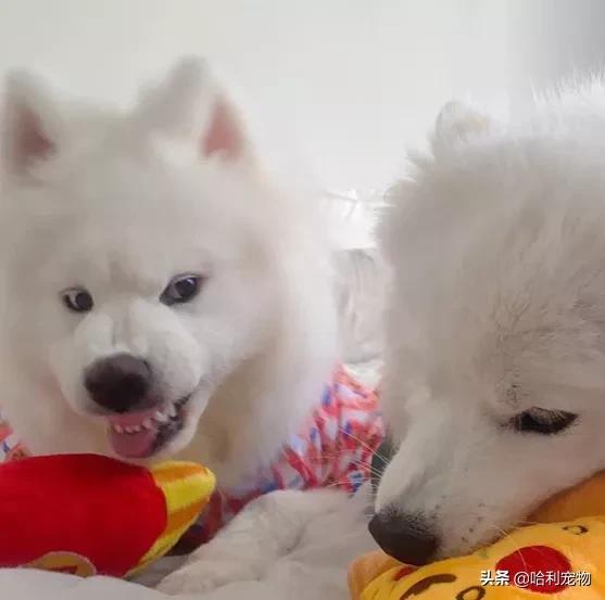 萨摩耶小声吵架,萨摩耶跟其他狗吵架吵不过