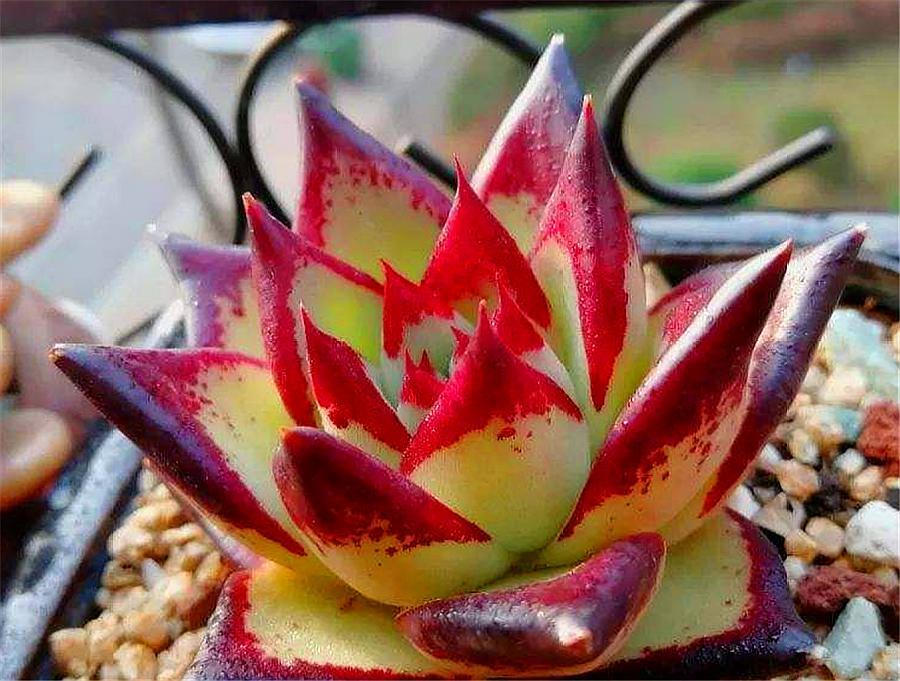 最全多肉图鉴大全,图鉴植物