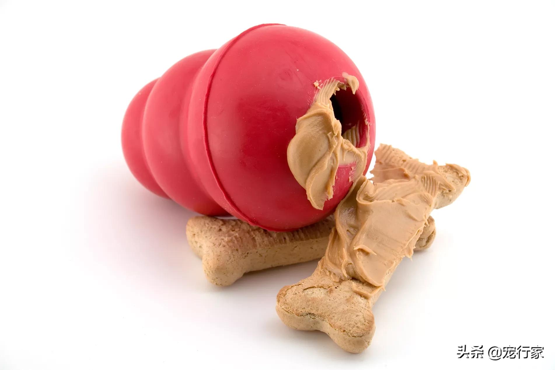 外出遛狗狗狗上厕所怎么办,狗在家定点上厕所可以不遛吗