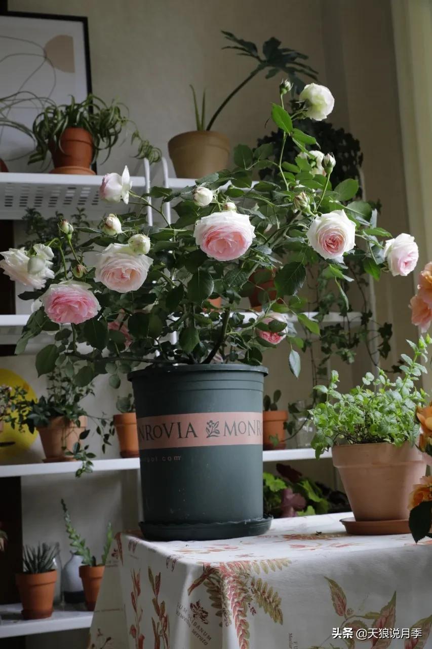 月季花是时候展现真正的技术了 (开春的第一波月季花就这么过去了)