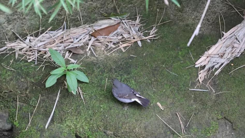 广西十大珍稀鸟类,广西大瑶山观鸟赛新记录鸟类6种