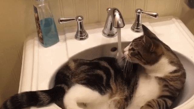 在家冬季给猫咪洗澡要注意什么,北方冬天猫咪洗澡