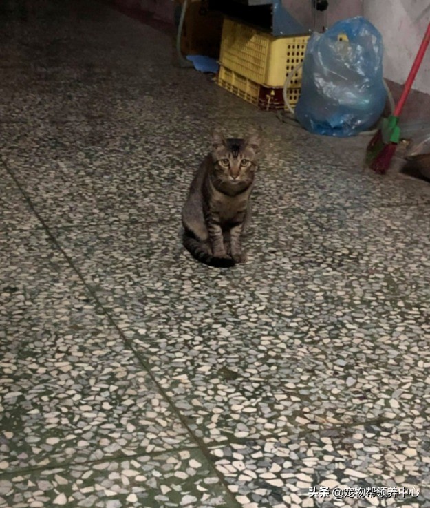 流浪猫是如何找到投喂的猫粮,流浪猫喂过一次找不到了怎么办