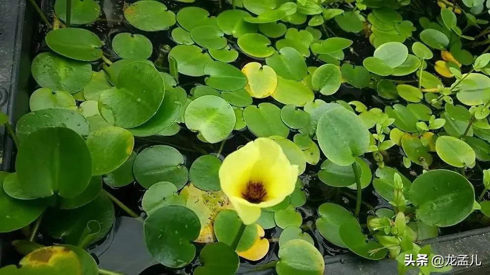 水金英，适合养在庭院大水缸里的景观植物！清新美丽又治愈