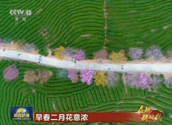 全球最大的樱花基地,全球最大樱花基地赏花时节已至