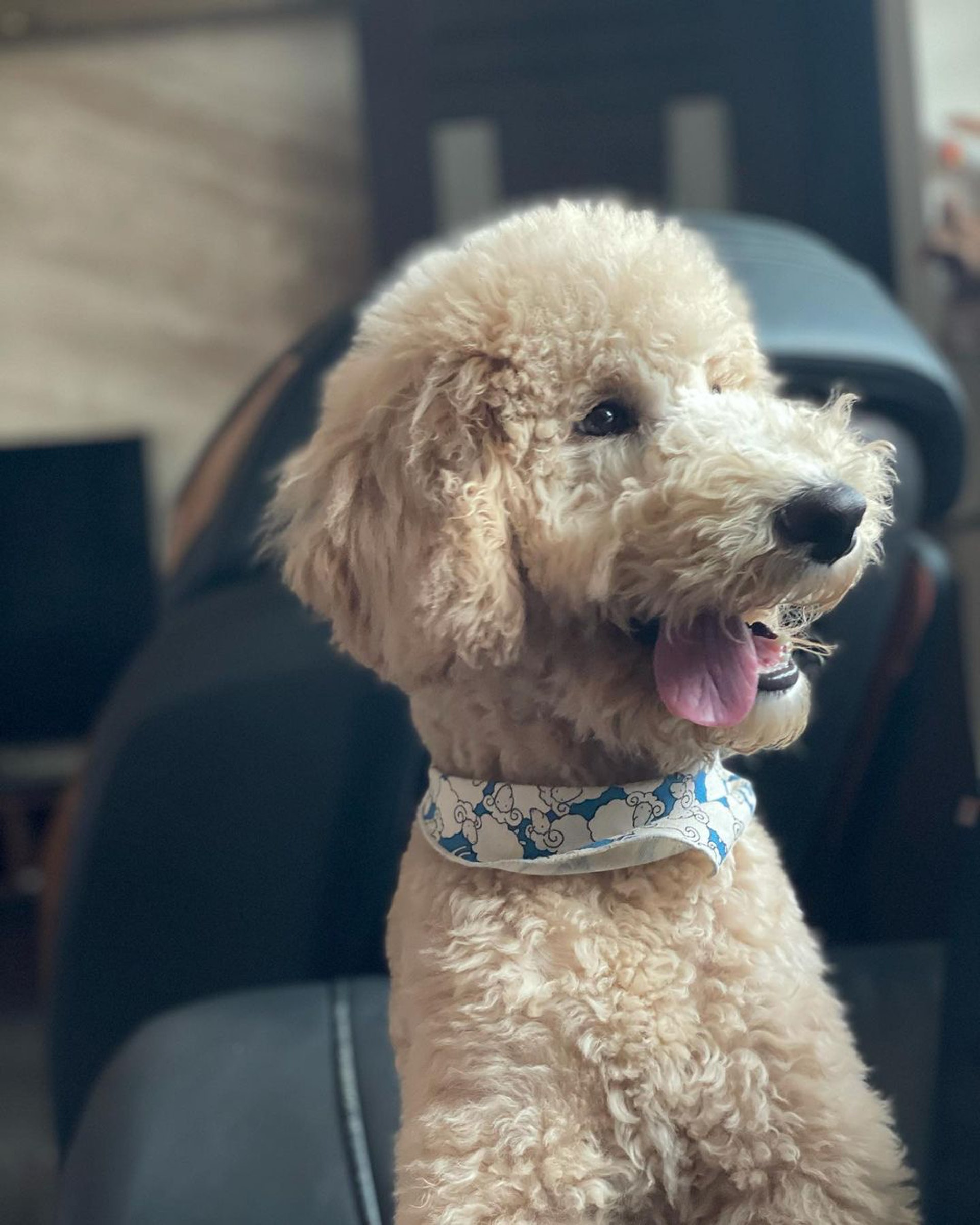 巨型贵宾犬发狂,巨型贵宾犬在家乱叫