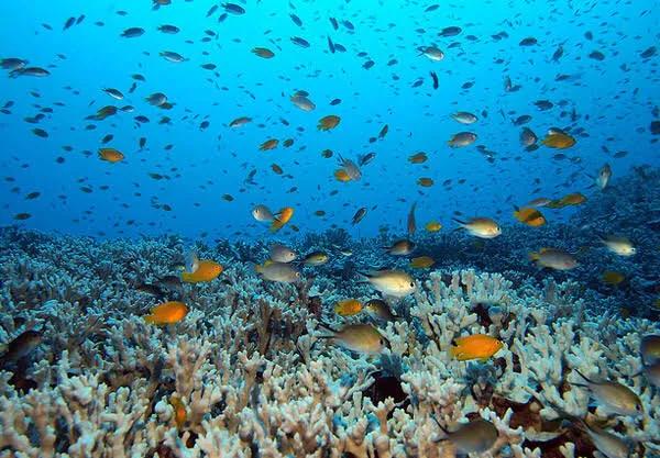 泰国普吉岛十大潜水景点排名第一,泰国斯米兰潜水推荐