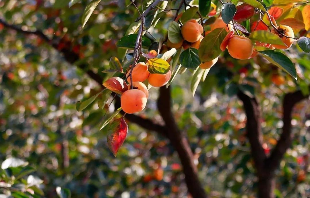 秦皇岛秋天美景,秦皇岛秋天落日和晚风