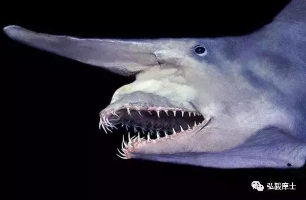 关于德礼的作文,德孝文化的作文800字