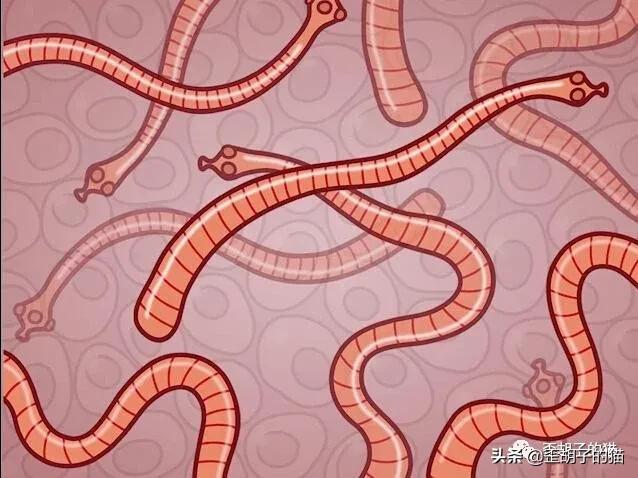 猫咪体外驱虫药哪个牌子好,驱虫最全的猫咪外驱