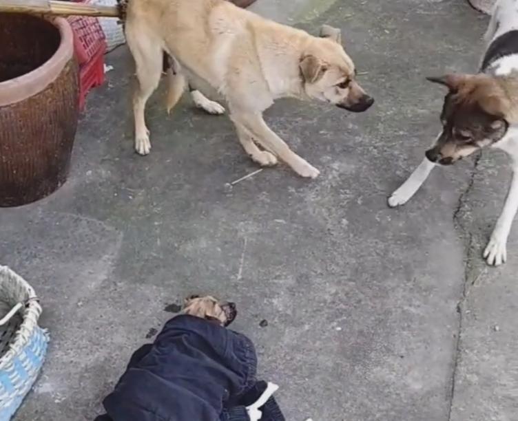 成都男孩救狗溺亡的妈妈,四川大水狗妈妈救小狗