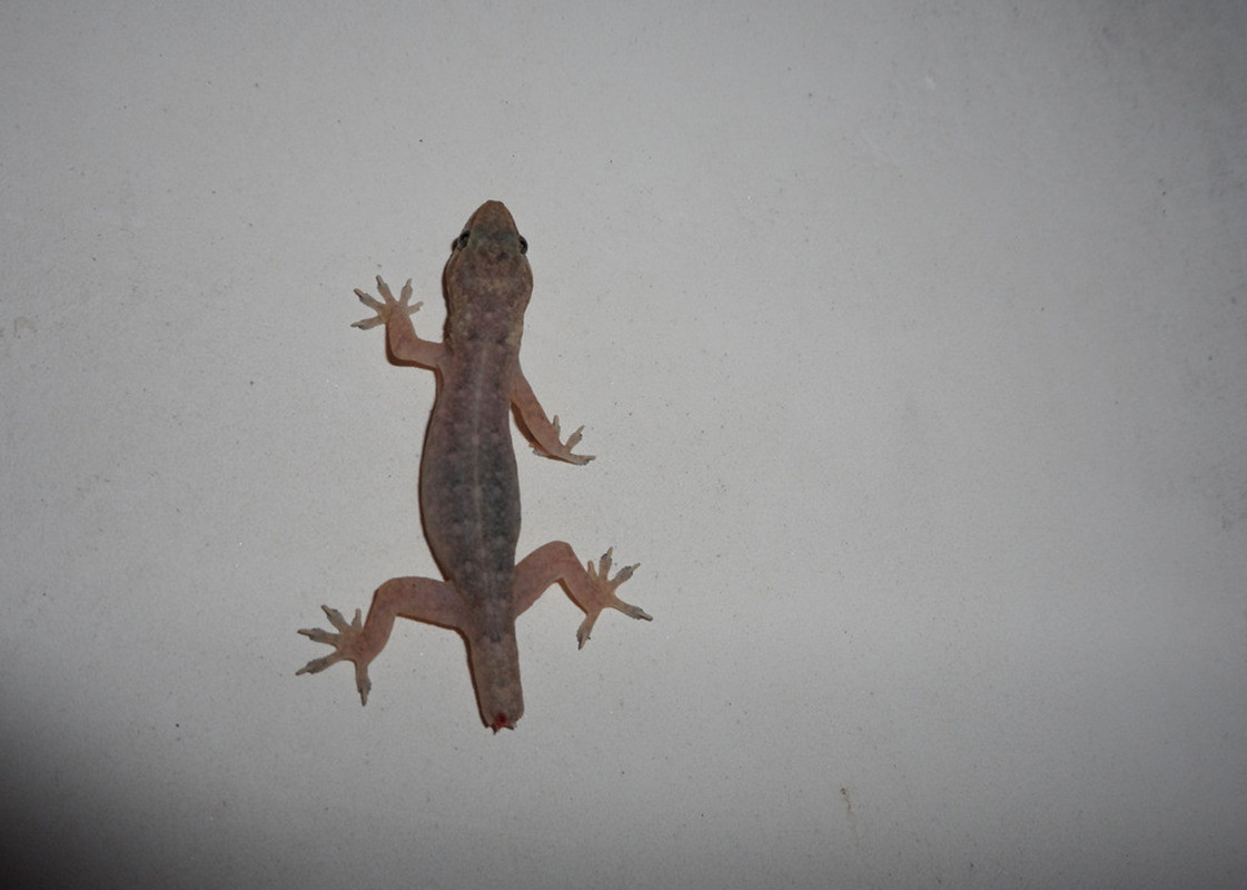 人畜无害的壁虎为什么无毒,壁虎为什么成为五毒之首