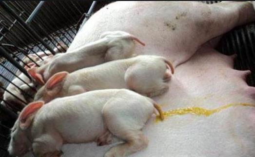 猪白痢的最佳吃法,猪止痢特效土方