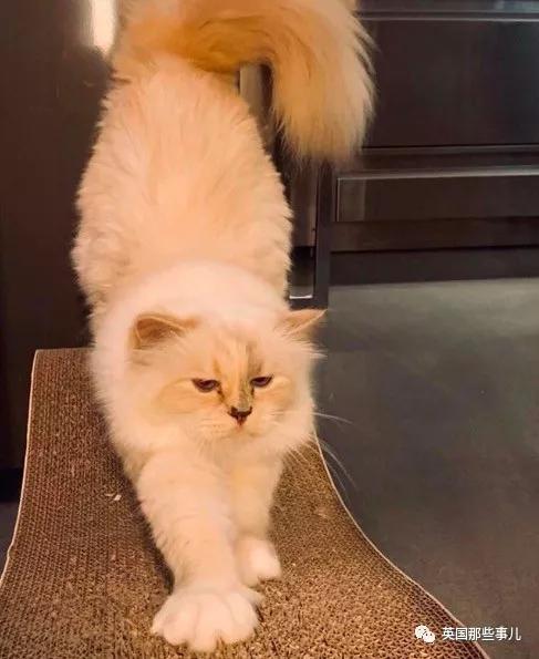 老佛爷的猫继承多少遗产,老佛爷去世后财产留给了一只猫