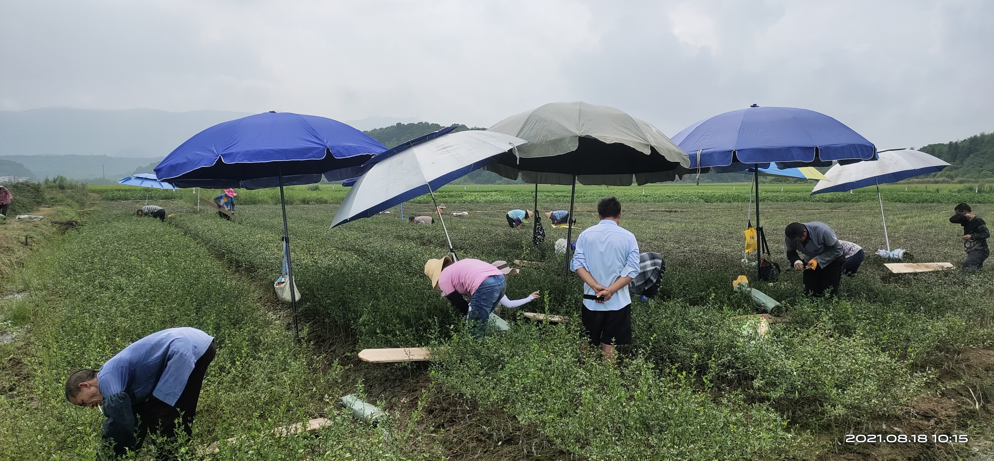 柑橘空中生根繁殖法,怎样繁殖柑橘幼苗