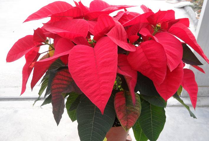 养花新手老养死花,献给那些总把花养死的人