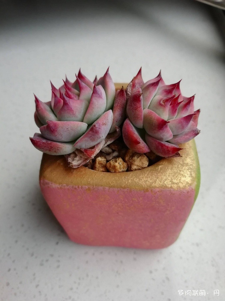 多肉长大了越来越好看,服盆期多肉变小