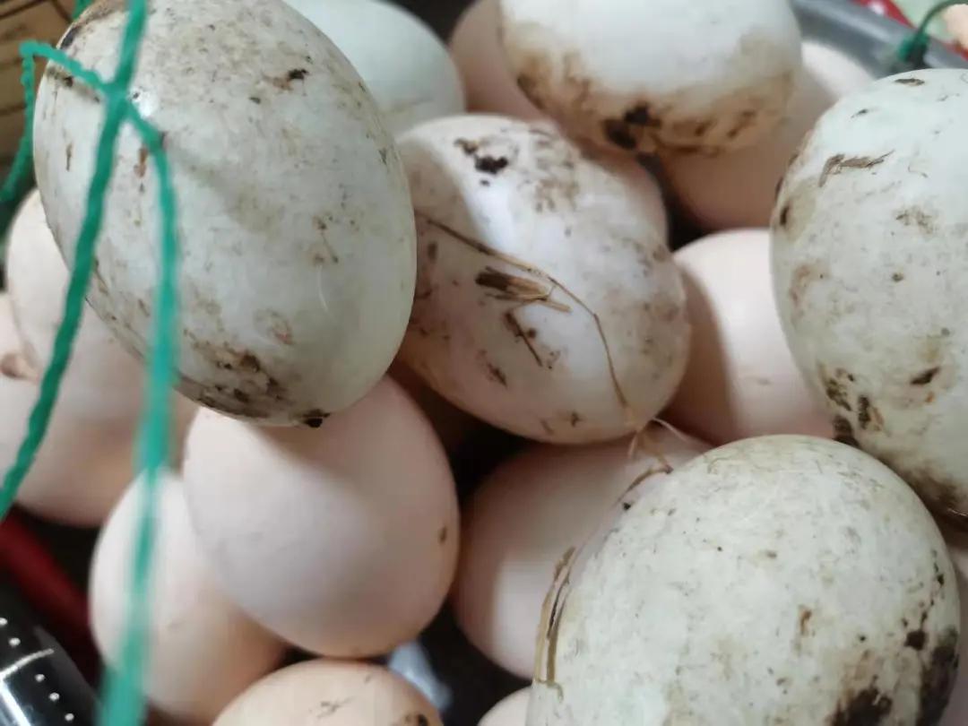 大足荷棠美食节,大足特色美食节