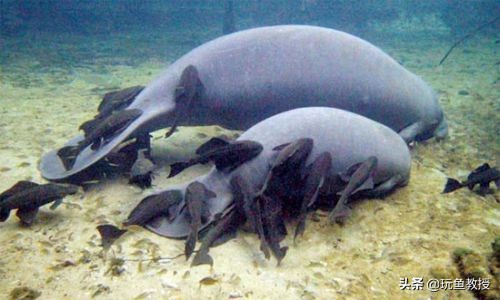 这些东西跑到外面去居然会引起生态危机!