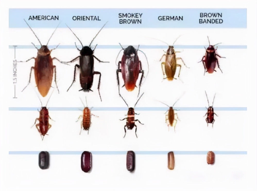 千万不要用脚去踩蟑螂危害可大了,蟑螂能用脚踩死吗