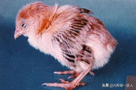 鸡拉白痢如何治疗用什么药最好,鸡拉白痢用土霉素可以治好吗