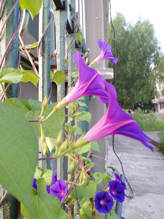 可爱的牵牛花作文400字,可爱的牵牛花的作文300字