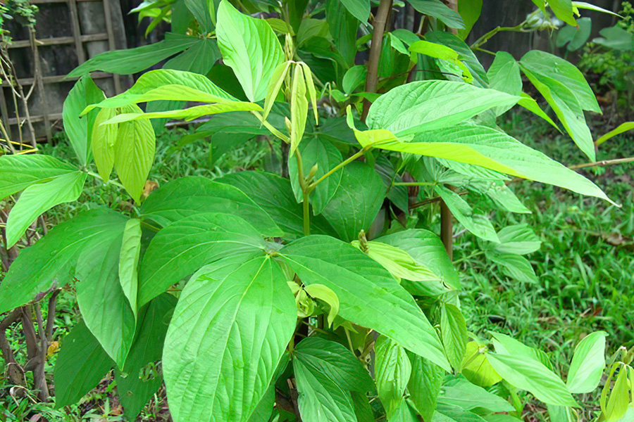 人称“一条根”，农民腌咸菜用它防蝇，名字带“茶”却不能泡茶