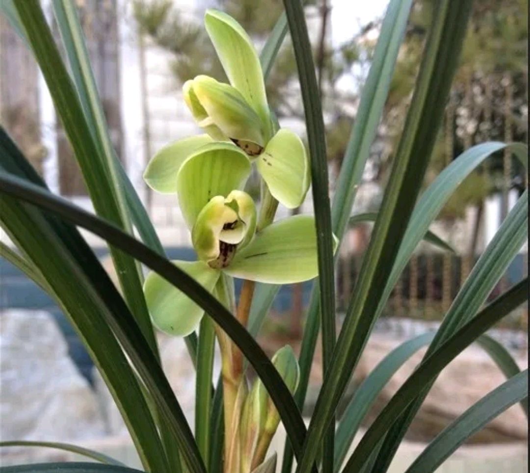 春兰宋梅怎么养才容易开花呢,春兰宋梅养护方法及注意事项